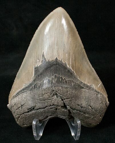 Serrated Megalodon Tooth #16400